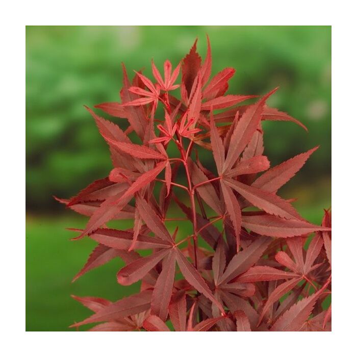 Japanischer Ahorn - Acer palmatum Shaina