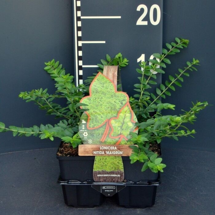 Heckenkirsche - Lonicera nitida 'Maigrun' 4-pack Heckenkirsche - Lonicera nitida 'Maigrun' 4-pack