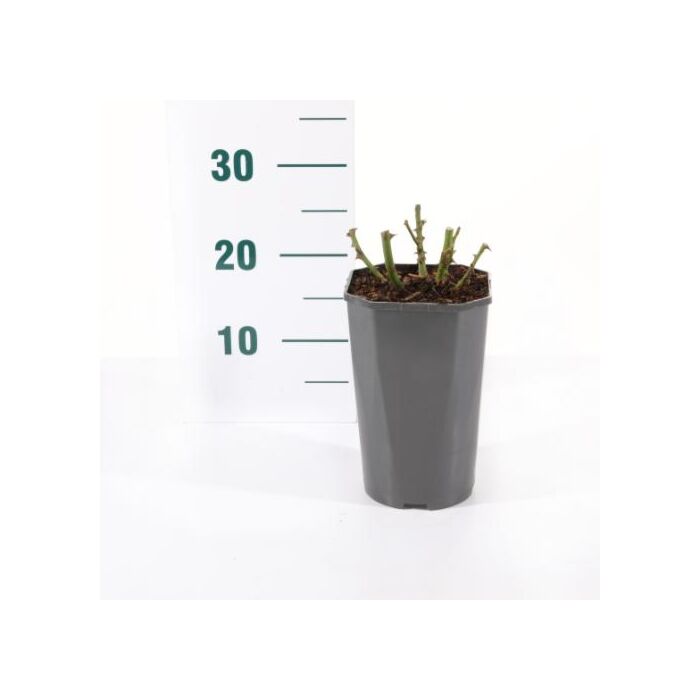 rosa 'weiße Wolke'®