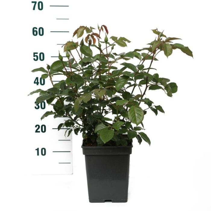 rosa 'Natasha Richardson'