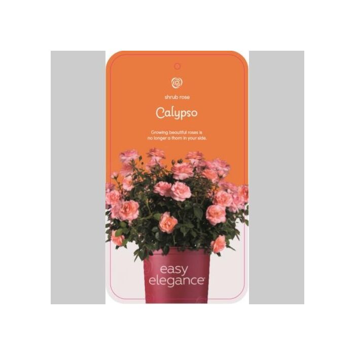Rosa 'Calypso'® Rosa 'Calypso'®