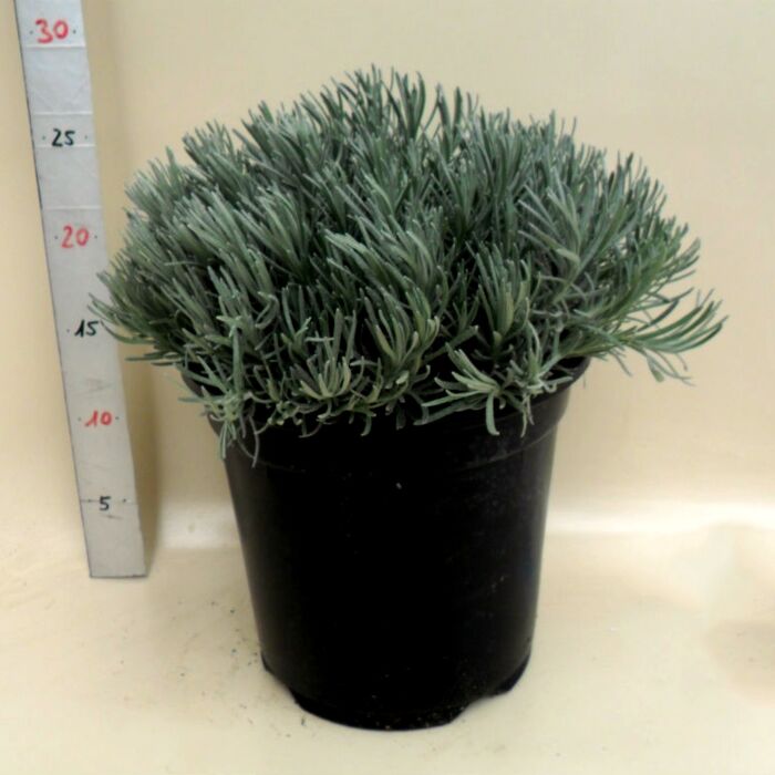 Currykraut - HELICHRYSUM ITALICUM Ø18 BUSH