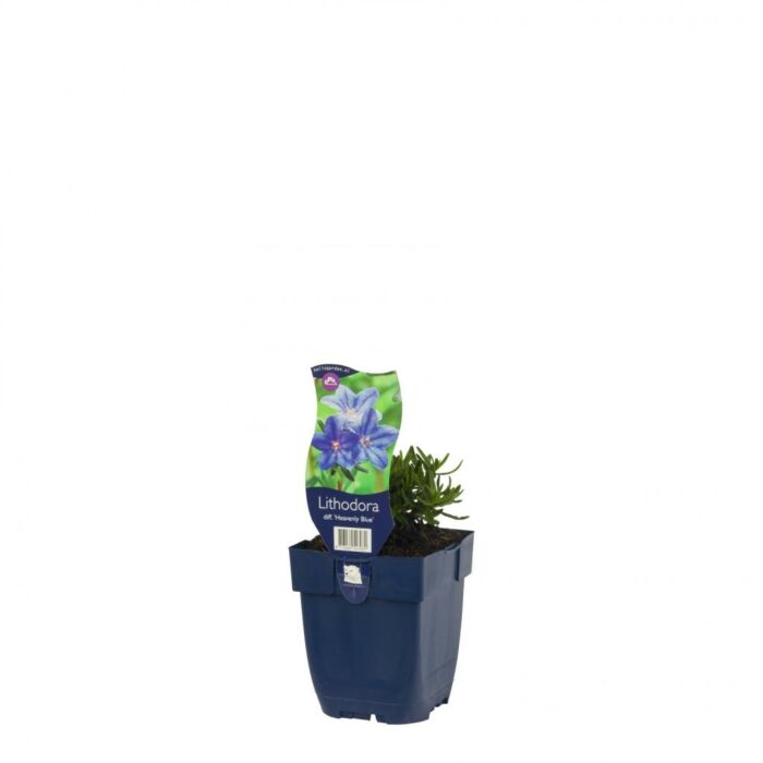 Steinsame - Lithodora diff. 'Heavenly Blue' Steinsame - Lithodora diff. 'Heavenly Blue'