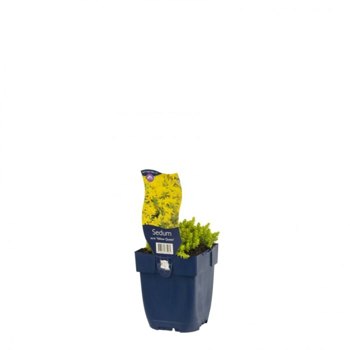 Sedum acre Yellow Queen
