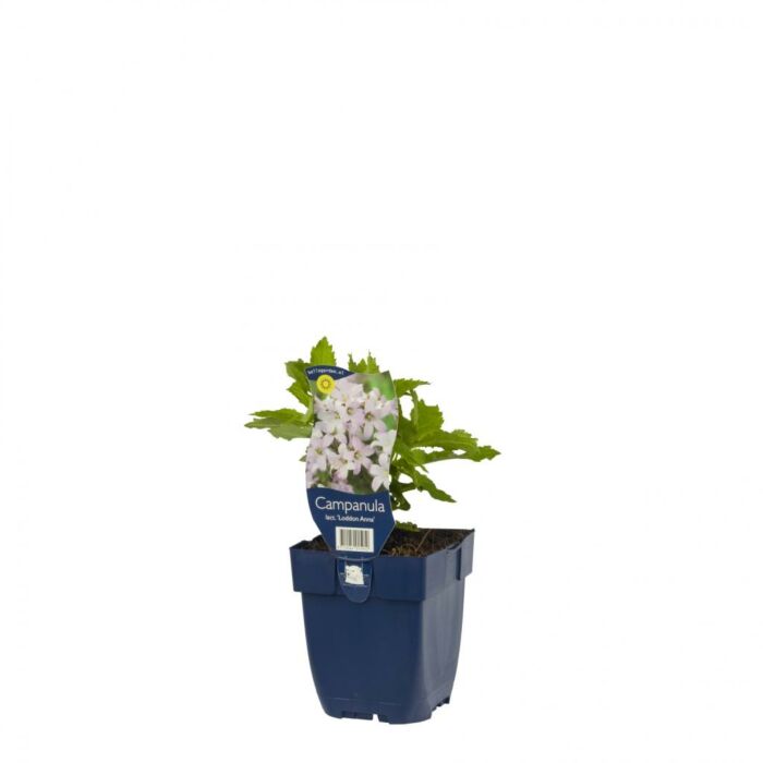 Glockenblume - Campanula lact. 'Loddon Anna' Glockenblume - Campanula lact. 'Loddon Anna'