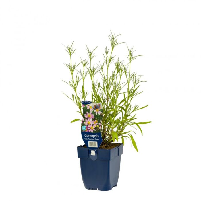 Wanzenblume - Coreopsis rosea 'American Dream'