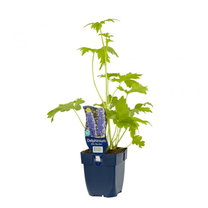 Rittersporn - Delphinium (P) 'Blue Bird' Rittersporn - Delphinium (P) 'Blue Bird'