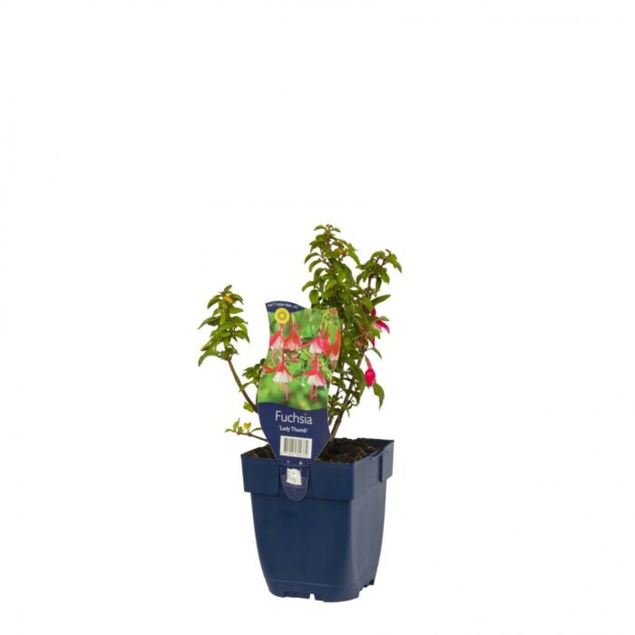 Fuchsie - Fuchsia 'Lady Thumb' Fuchsie - Fuchsia 'Lady Thumb'