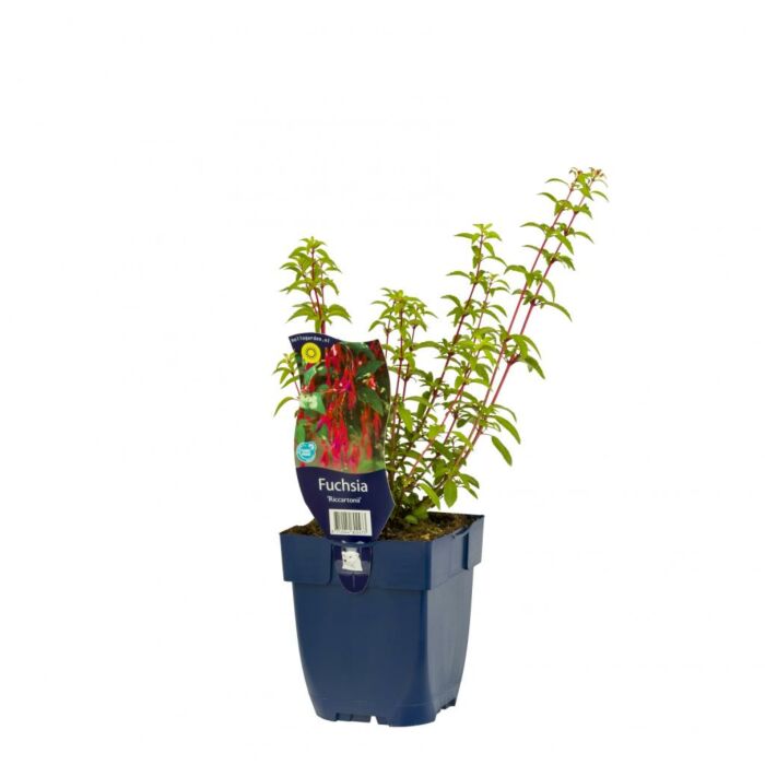 Fuchsie - Fuchsia 'Riccartonii' Fuchsie - Fuchsia 'Riccartonii'