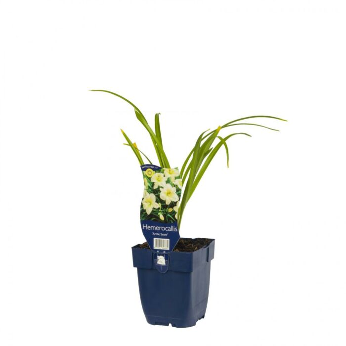 Taglilie - Hemerocallis 'Arctic Snow' Taglilie - Hemerocallis 'Arctic Snow'