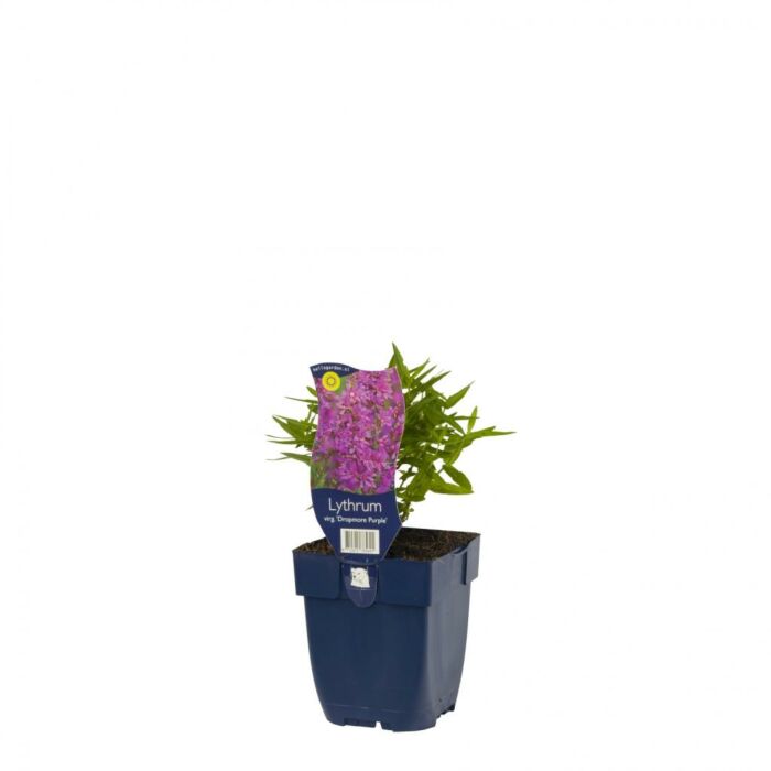 Blutweiderich - Lythrum sal. 'Dropmore Purple' Blutweiderich - Lythrum sal. 'Dropmore Purple'