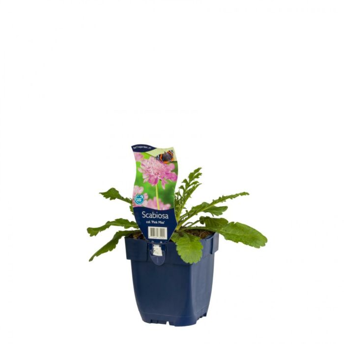 Taubenkraut - Scabiosa col. „Rosa Nebel“