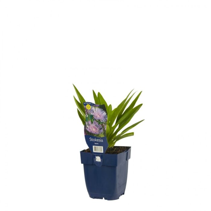Stokesia - Stokesia laevis