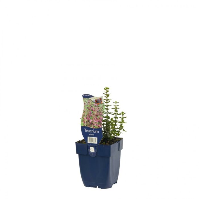 Teucrium lucidrys Teucrium lucidrys
