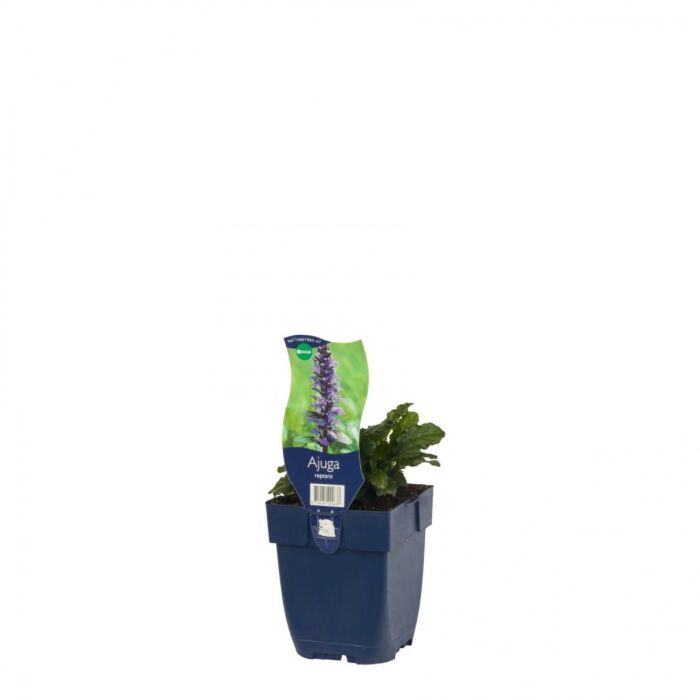 Kriechender Günsel - Ajuga reptans
