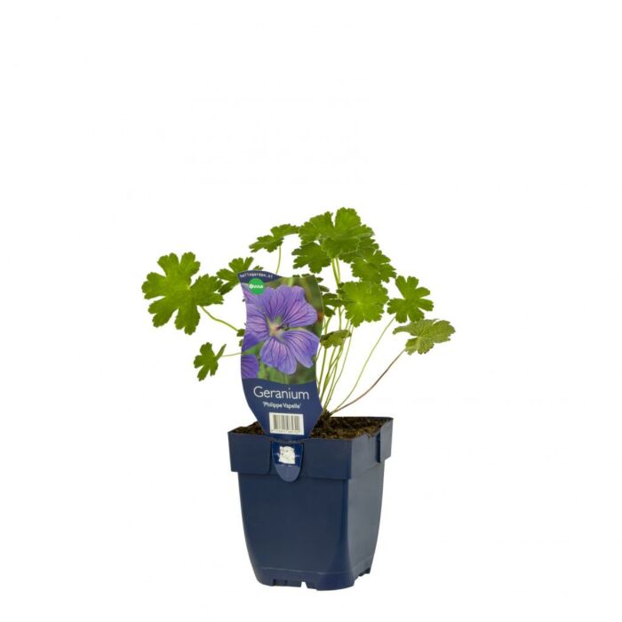 Storchschnabel - Geranium 'Philippe Vapelle'