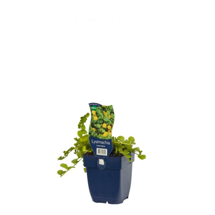 Pfennigkraut - Lysimachia nummularia Pfennigkraut - Lysimachia nummularia