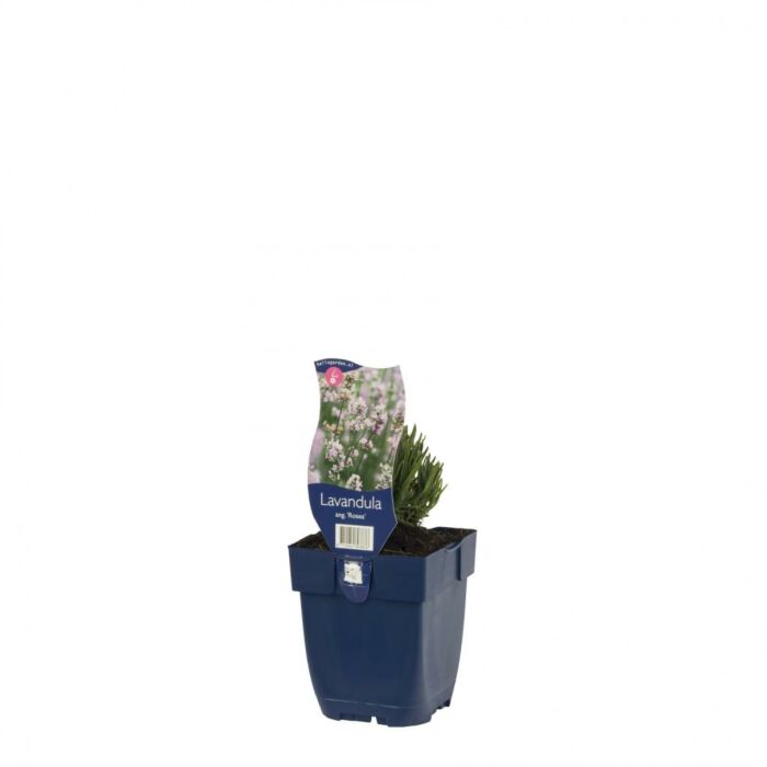 Lavender - Lavandula ang. 'Rosea'