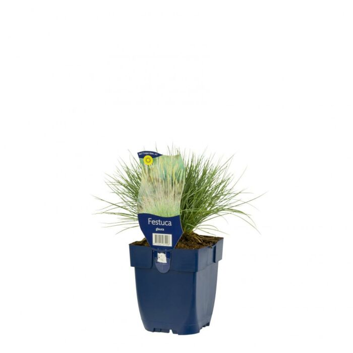 Schwingel - Festuca glauca Schwingel - Festuca glauca