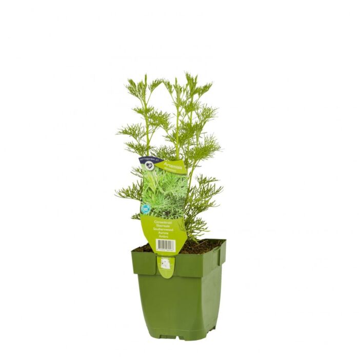 Zitronenkraut - Artemisia abrotanum Zitronenkraut - Artemisia abrotanum