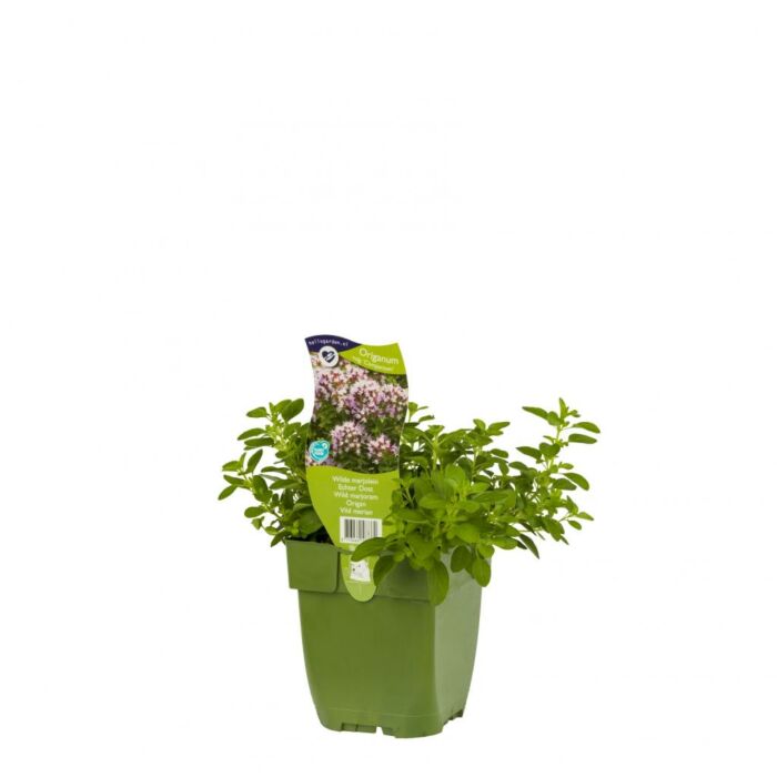 Echter Dost - Origanum vulg. 'Compactum'