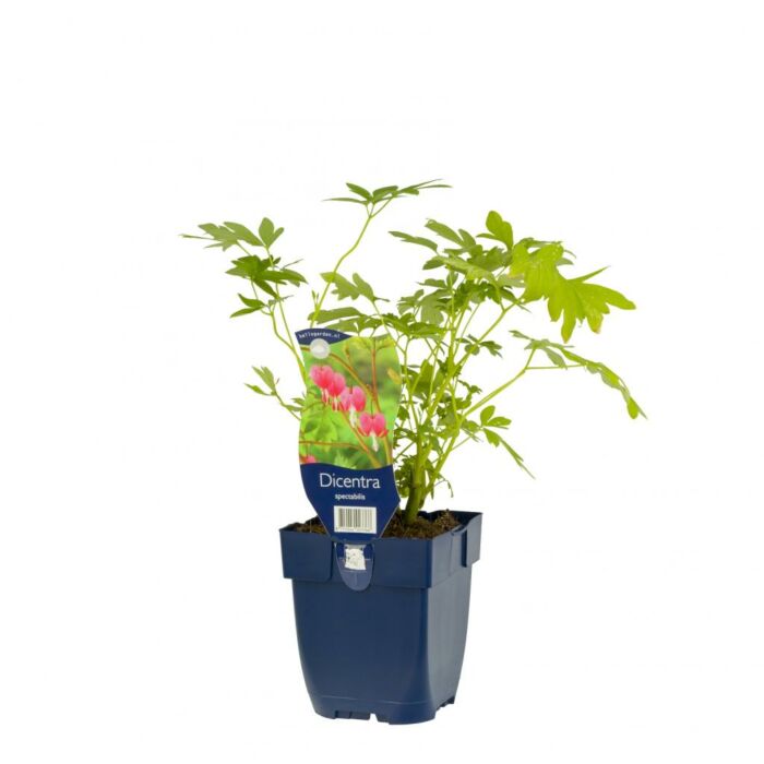 Herzblume - Dicentra spectabilis