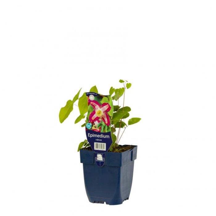 Elfenblume - Epimedium rubrum