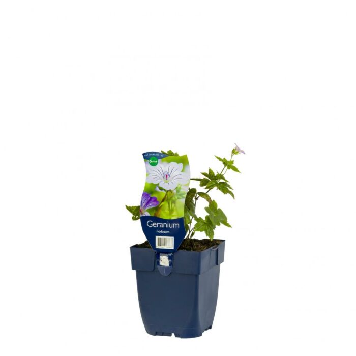 Storchschnabel - Geranium nodosum