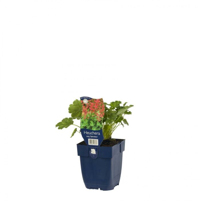 Purpurglöckchen - Heuchera sang. 'Splendens'