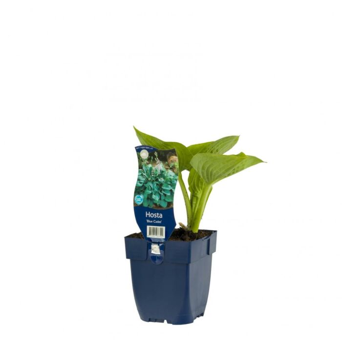 Kleine Blaublatt-Funkie - Hosta 'Blue Cadet' Kleine Blaublatt-Funkie - Hosta 'Blue Cadet'