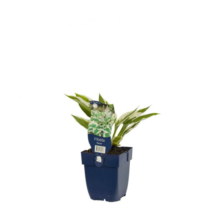 Herzlilie - Hosta 'Patriot'