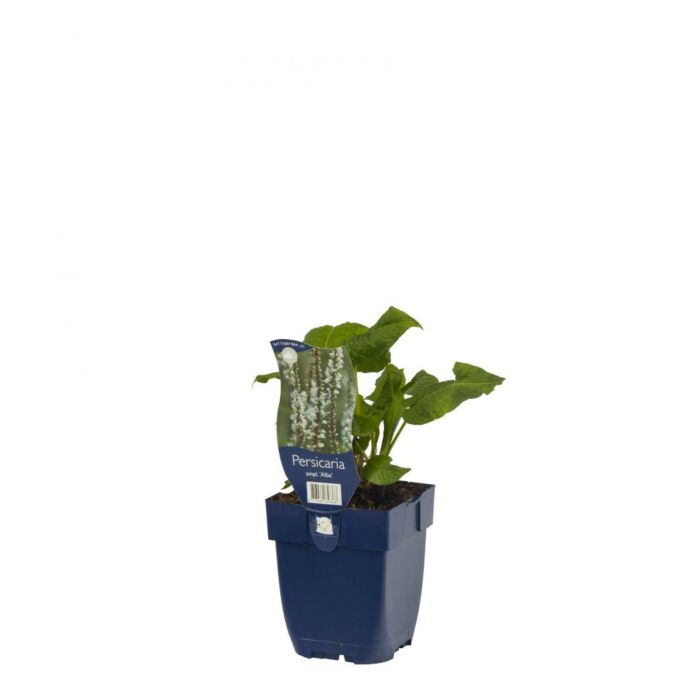 Knöterich - Persicaria ampl. 'Alba'