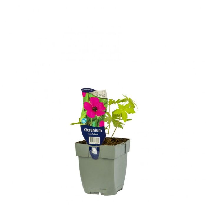 Storchschnabel - Geranium 'Ann Folkard'