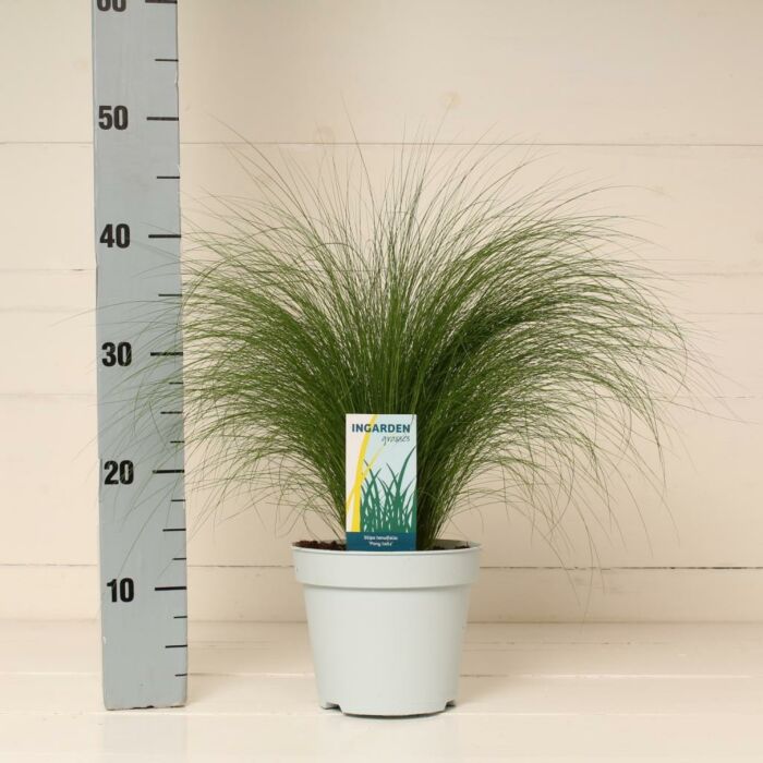 Federgras - Stipa tenuifolia 'Pony Tails'  10,5cm