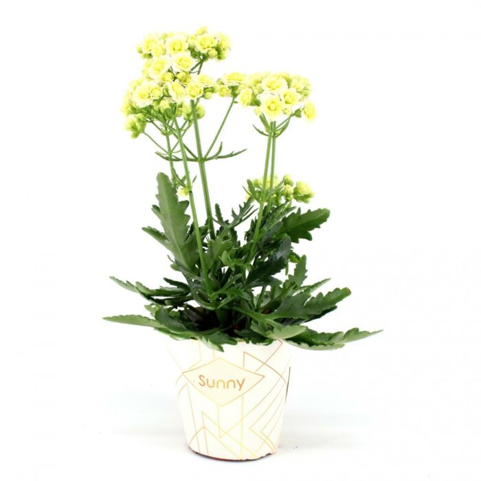 Kalanchoe 'Sunny White' Kalanchoe 'Sunny White'