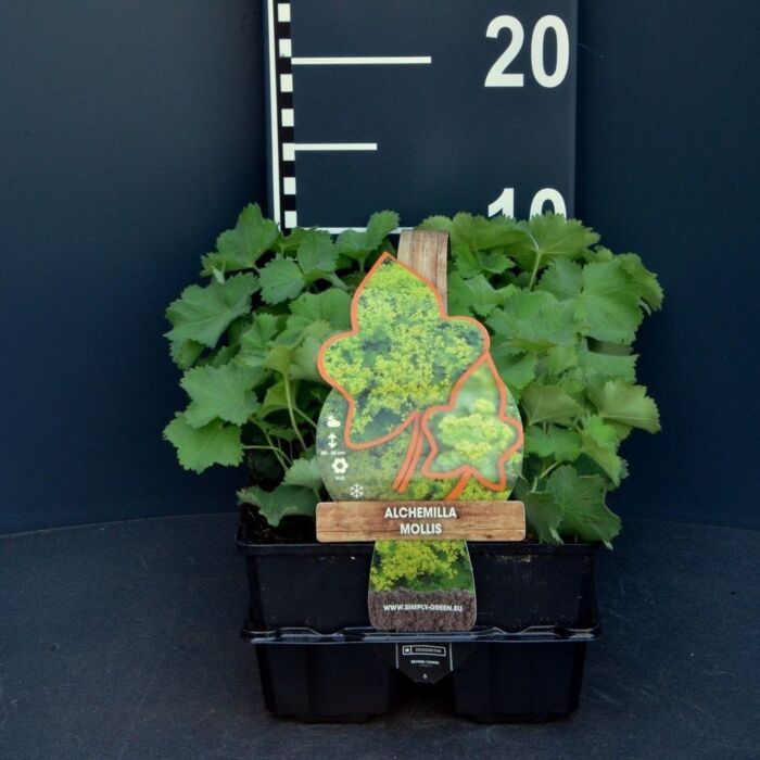 Frauenmantel - Alchemilla mollis 4-pack
