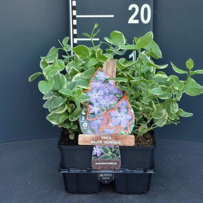 Großes Immergrün - Vinca major 'Variegata'