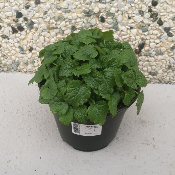 LEMON BALM (MELISSA OFFICINALIS) Ø14 LEMON BALM (MELISSA OFFICINALIS) Ø14