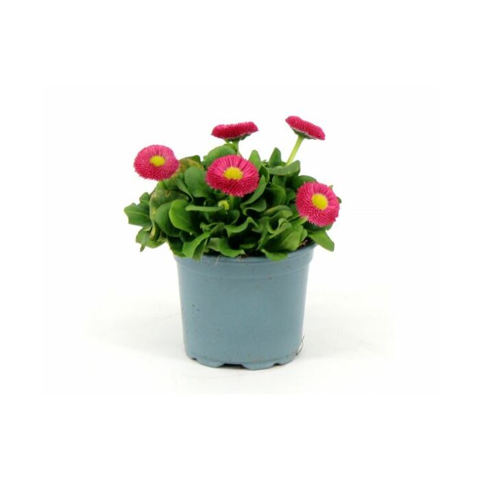 Madeliefje - Bellis perennis roze Madeliefje - Bellis perennis roze