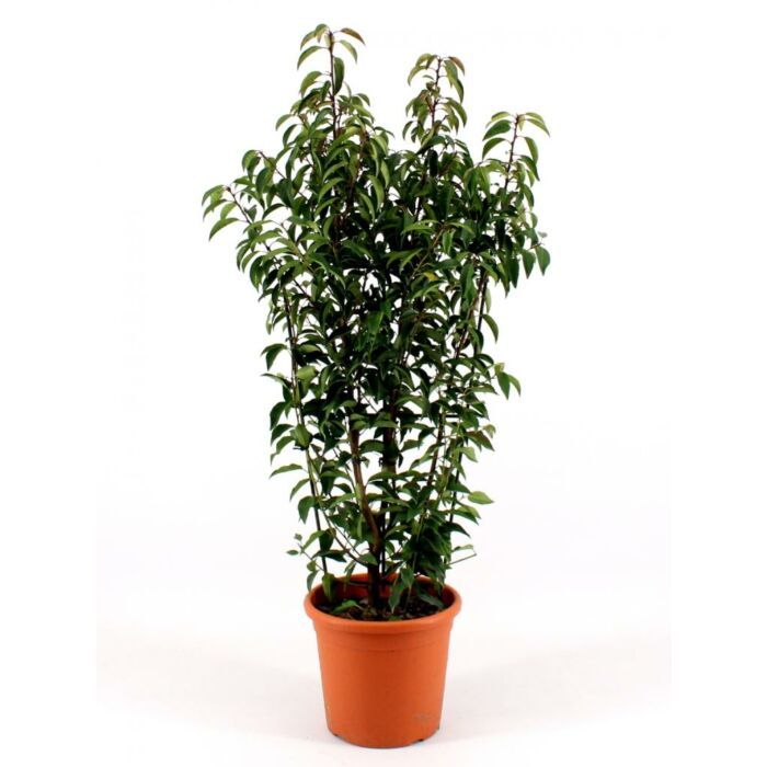 Prunus l. 'Angustifolia' Prunus l. 'Angustifolia'