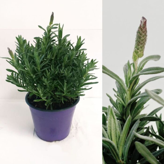 LAVENDEL STOECHAS Ø 14 cm