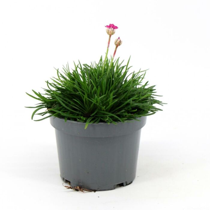 Armeria maritima Roze