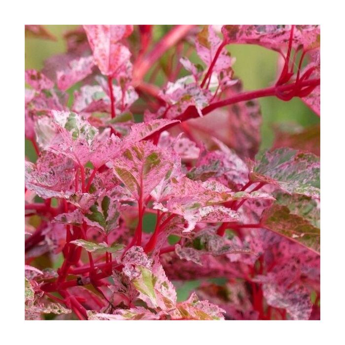Japanischer Ahorn - Acer conspicuum red flamingo Japanischer Ahorn - Acer conspicuum red flamingo