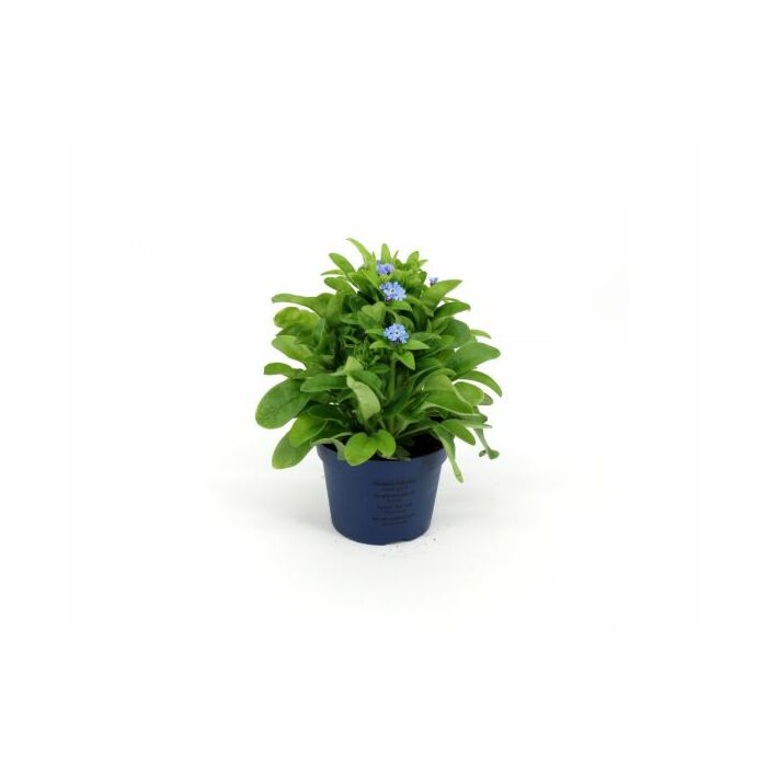 Myosotis sylva. Mon Amie P10,5