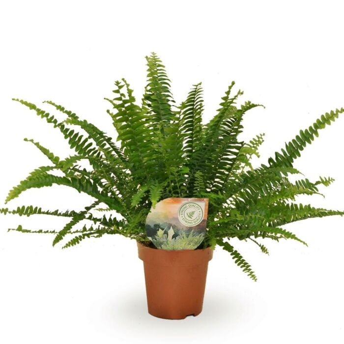 Lockiger Farn - Nephrolepis Green Lady