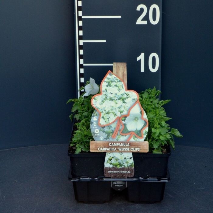 Karpaten Glockenblume - Campanula carp. 'White clips' 4-pack Karpaten Glockenblume - Campanula carp. 'White clips' 4-pack