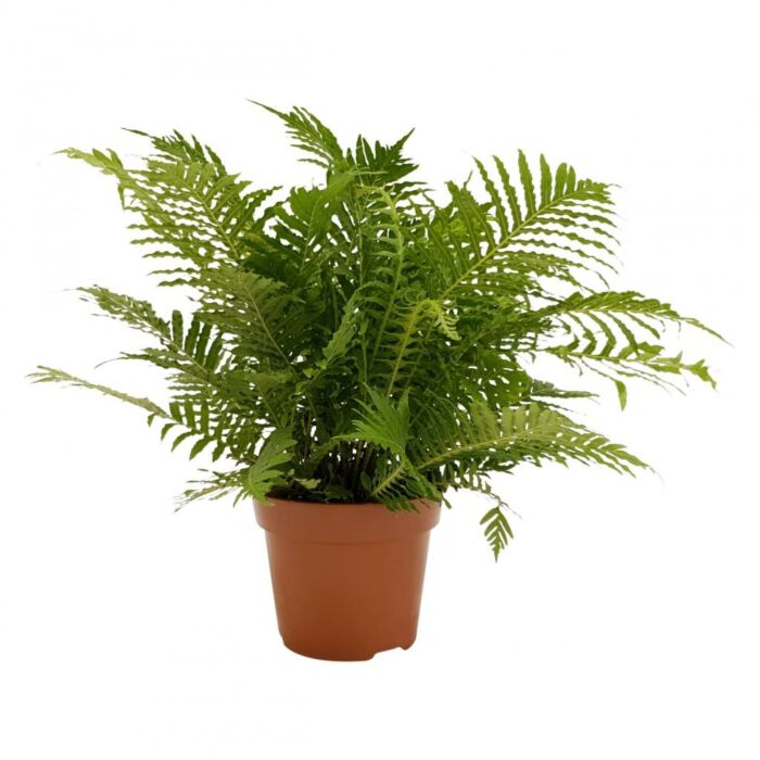 Blechnum Silver Lady