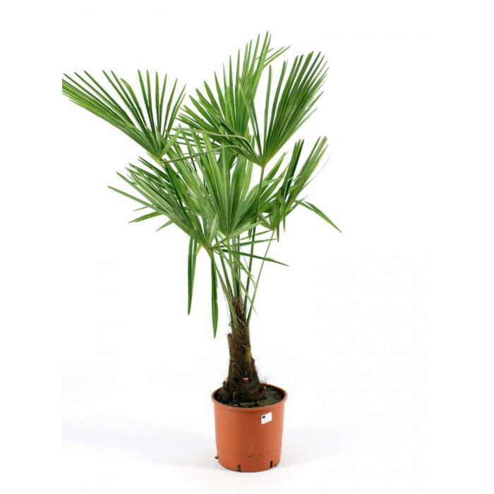 Chinesische Fanpalme - Trachycarpus fortunei Chinesische Fanpalme - Trachycarpus fortunei