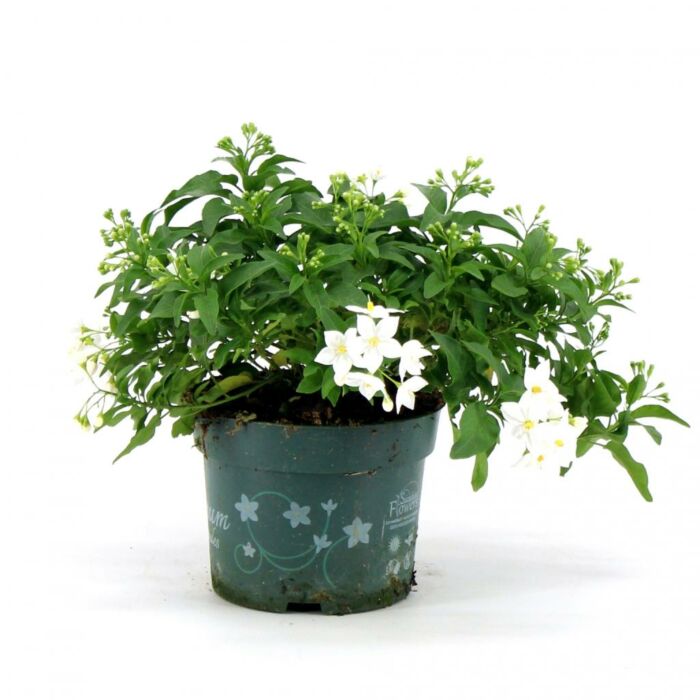 Salanum jasminoides Salanum jasminoides