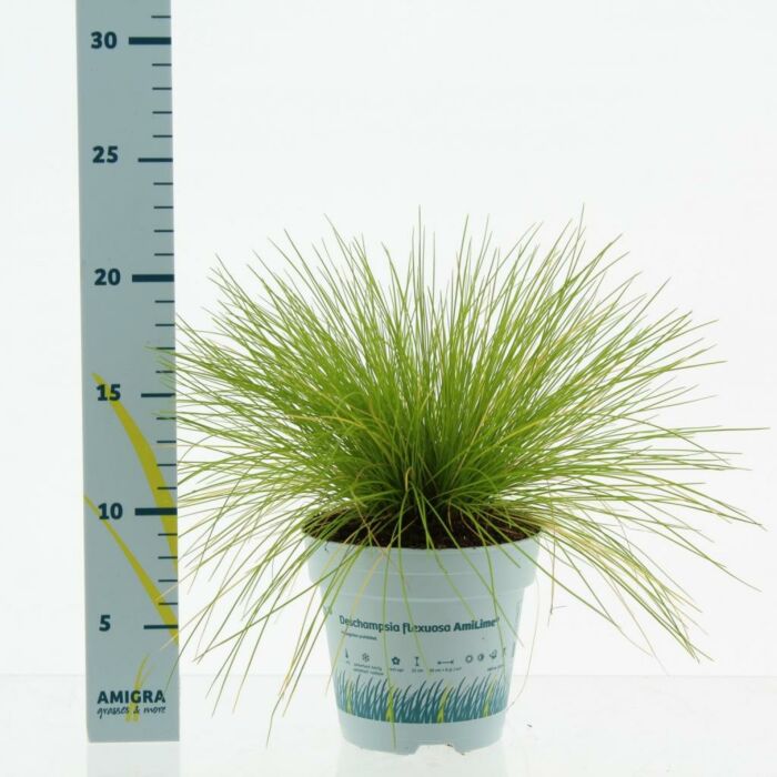 Draht Schmiele - Deschampsia flexuosa AmiLime 10,5 cm Draht Schmiele - Deschampsia flexuosa AmiLime 10,5 cm